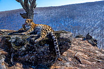 Amur leopard (Panthera pardus orientalis) licking its paw whilst resting on rocky outcrop overlooking mountain forest, Land of the Leopard National Park, Russian Far East. Critically endangered. Taken...