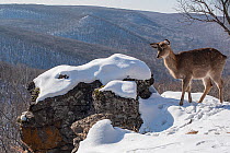 Sika deer (Cervus nippon) doe standing on rocky outcrop overlooking mountain forest, Land of the Leopard National Park, Russian Far East. Taken with remote camera. January.