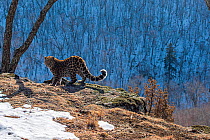 Amur leopard (Panthera pardus orientalis) cub standing on cliff overlooking mountain forest and looking around, Land of the Leopard National Park, Russian Far East. Critically endangered. Taken with r...