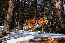 Siberian tiger (Panthera tigris altaica) smelling ground in snowy forest, Land of the Leopard National Park, Russian Far East. Endangered. Taken with remote camera. March.