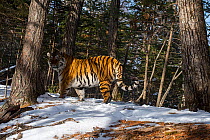 Siberian tiger (Panthera tigris altaica) walking through snowy forest and looking around, Land of the Leopard National Park, Russian Far East. Endangered. Taken with remote camera. March.