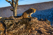 Amur leopard (Panthera pardus orientalis) cub sitting on rocky outcrop overlooking mountain forest and looking around, Land of the Leopard National Park, Russian Far East. Critically endangered. Taken...