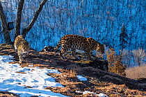 Amur leopard (Panthera pardus orientalis) mother and cub walking on rocky cliff top overlooking mountain forest, with camera trap tied to tree behind them, Land of the Leopard National Park, Russian F...