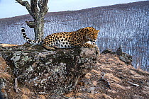 Amur leopard (Panthera pardus orientalis) resting on rocky outcrop overlooking forest, Land of the Leopard National Park, Russian Far East. Critically endangered. Taken with remote camera. March.