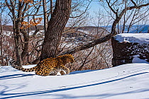 Amur leopard (Panthera pardus orientalis) male walking through thick snow in mountain forest, Land of the Leopard National Park, Russian Far East. Critically endangered. Taken with remote camera. Febr...