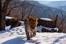 Amur leopard (Panthera pardus orientalis) walking up snowy mountain slope with rocks behind, Land of the Leopard National Park, Russian Far East. Critically endangered. Taken with remote camera. March...