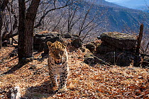 Amur leopard (Panthera pardus orientalis) with ear notch walking up mountain slope with rocks behind, Land of the Leopard National Park, Russian Far East. Critically endangered. Taken with remote came...