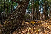 Yellow throated marten (Martes flavigula) walking through forest, Land of the Leopard National Park, Russian Far East. Taken with remote camera. October.