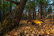 Yellow throated marten (Martes flavigula) walking through forest, Land of the Leopard National Park, Russian Far East. Taken with remote camera. October.