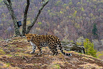 Amur leopard (Panthera pardus orientalis) standing on mountain slope overlooking forest, with camera trap tied to tree in the background, Land of the Leopard National Park, Russian Far East. Criticall...