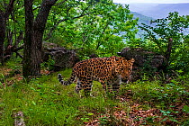 Amur leopard (Panthera pardus orientalis) walking up mountain slope with rocks and trees behind, Land of the Leopard National Park, Russian Far East. Critically endangered. Taken with remote camera. A...