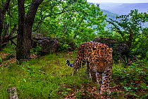 Amur leopard (Panthera pardus orientalis) walking up mountain slope with forest and rocks behind, Land of the Leopard National Park, Russian Far East. Critically endangered. Taken with remote camera....