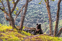 Asian black bear (Ursus thibetanus) cub climbing between rocks on mountain slope, with trees around it and a mountain forest behind, Land of the Leopard National Park, Russian Far East. Taken with rem...