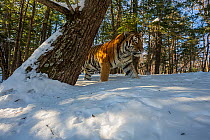 Siberian tiger (Panthera tigris altaica) walking through snowy forest, Land of the Leopard National Park, Russian Far East. Endangered. Taken with remote camera. December.