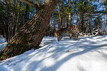 Amur leopard (Panthera pardus orientalis) male walking through snowy forest, Land of the Leopard National Park, Russian Far East. Critically endangered. Taken with remote camera. February.