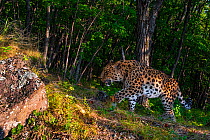 Amur leopard (Panthera pardus orientalis) walking up slope in forest with rock in foreground, Land of the Leopard National Park, Russian Far East. Critically endangered. Taken with remote camera. Sept...