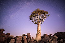 Quiver tree (Aloe dichotoma) in rocky desert under a starry sky, Keetmanshoop, Namibia.