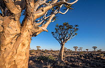 Quiver trees (Aloe dichotoma) in desert landscape against blue sky, Keetmanshoop, Namibia.