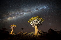 Quiver trees (Aloe dichotoma) at night with the Milky Way in sky above, Keetmanshoop, Namibia.