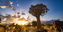 Quiver trees (Aloe dichotoma) backlit at sunrise, Keetmanshoop, Namibia.