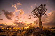 Quiver trees (Aloe dichotoma) backlit by setting sun, Keetmanshoop, Namibia.