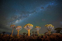 Quiver trees (Aloe dichotoma) at night with the Milky Way in sky above, Keetmanshoop, Namibia.