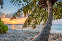 Palm tree on the beach at sunset, Dhigurah island, South Ari Atoll, Maldives, Indian Ocean. February, 2020.