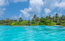 Palm trees and dense vegetation on Dhigurah Island viewed from the sea, South Ari Atoll, Maldives, Indian Ocean. February, 2020.