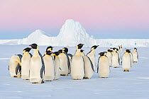 Emperor penguin (Aptenodytes forsteri) group standing on ice, Queen Maud Land, Antarctica.