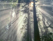 Giant redwoods (Sequoia sempervirens) silhouetted against morning fog filtering sun's rays, Del Norte Coast Redwoods State Park, California, USA.