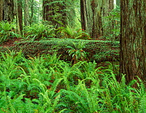 Felled redwood tree (Sequoia sempervirens) amongst redwood forest, with carpet of Pacific Coast Sword Ferns (Polystichum munitum), Prairie Creek Redwoods State Park, California, USA.