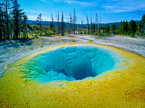 Morning Glory Pool caused by geothermal activity, surrounded by Lodgepole pines (Pinus contorta), Yellowstone National Park, Wyoming, USA.