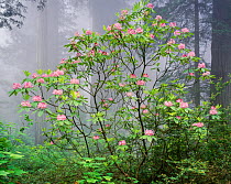 Pacific Rhododendron (Rhododendron macrophyllum) flowering amid misty Redwood (Sequoia sempervirens) forest in fog, Del Norte Coast Redwoods State Park, California, USA.
