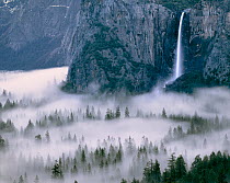 Bridalveil Falls pouring water as mist forms in coniferous forest below, Yosemite Valley, Yosemite National Park, California, USA.