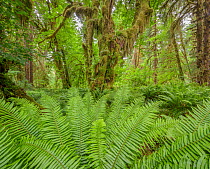 Western sword ferns (Polystichum munitum) form carpet that surrounds moss covered Bigleaf maple trees (Acer macrophyllum) in temperate rainforest, Olympic National Park, Washington, USA.