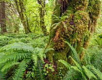 Western sword ferns (Polystichum munitum) surround moss covered Bigleaf maple trees (Acer macrophyllum) in temperate rainforest, Olympic National Park, Washington, USA.