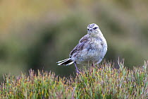 New Zealand pipit (Anthus novaeseelandiae aucklandica) perched in spiky grass, Campbell Island, New Zealand Sub-Antarctic Islands, New Zealand, December.