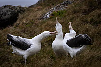 Three Southern royal albatrosses (Diomedea epomophora) performing courtship behaviour on grass hillside, two sky pointing whilst the other calls, Campbell Island, Sub-Antarctic Islands, New Zealand, D...