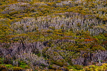 Southern rata forest (Metrosideros umbellata), Auckland Island, The Auckland Islands, Sub-Antarctic Islands, New Zealand, January.