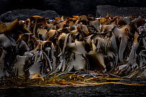 Bull kelp (Durvillaea antarctica) exposed by the tide, Auckland Island, Auckland Island, Sub-Antarctic Islands, New Zealand, Southern Ocean, January.