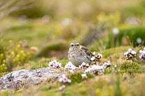 New Zealand pipit (Anthus novaeseelandiae aucklandica) perched in grass among Auckland Island gentian (Gentianella concinna), Enderby Island, The Auckland Islands, Sub-Antarctic Islands, New Zealand,...