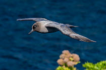 Light-mantled sooty albatross (Phoebetria palpebrata) flying over coastline with Campbell carrot (Anisotome latifolia), Enderby Island, The Auckland Islands, Sub-Antarctic Islands, New Zealand, Southe...