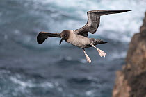 Light-mantled sooty albatross (Phoebetria palpebrata) flying over rocky coast and coming in to land, Enderby Island, The Auckland Islands, Sub-Antarctic Islands, New Zealand, Southern Ocean, January....