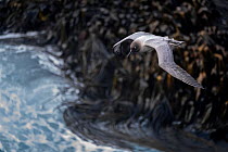 Light-mantled sooty albatross (Phoebetria palpebrata) in flight over seaweed covered coastline, Enderby Island, The Auckland Islands, Sub-Antarctic Islands, New Zealand, Southern Ocean, January.