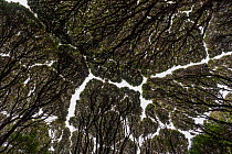 Southern rata trees (Metrosideros umbellata) displaying crown shyness, Auckland Island, The Auckland Islands, Sub-Antarctic Islands, New Zealand, January.