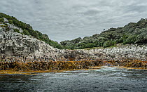 Snares crested penguin (Eudyptes robustus) colony standing on rocky shoreline behind band of washed up kelp, with a New Zealand fur seal (Arctocephalus forsteri) resting on rock beside them, Snares Is...