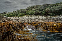 Snares crested penguin (Eudyptes robustus) colony standing on rocky shoreline behind band of washed up kelp, with a New Zealand fur seal (Arctocephalus forsteri) resting on rock beside them, Snares Is...
