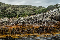 Snares crested penguin (Eudyptes robustus) colony standing on rocky shoreline behind band of washed up kelp, with forest behind them, Snares Island, Sub-Antarctic Islands, New Zealand, Southern Ocean,...