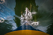 Bottlenose dolphins (Tursiops truncatus) riding bow wave of ship as one breaches and looks towards sky, Milford Sound, Fiordland, New Zealand, January.