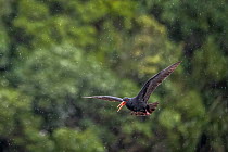 Variable oystercatcher (Haematopus unicolor) flying in the rain whilst calling, Doubtful Sound, Fiordland, New Zealand, January.
